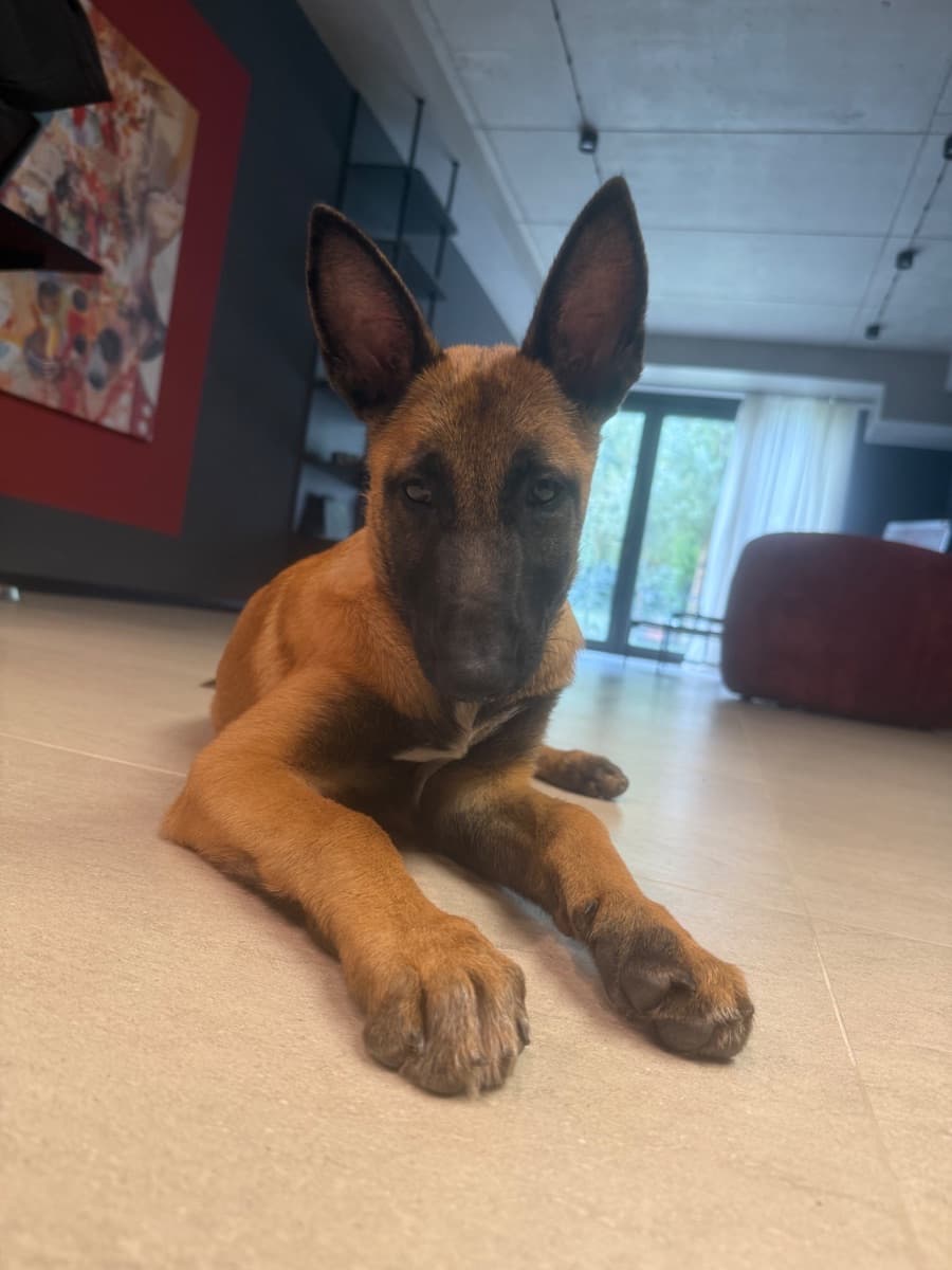 Malinois puppy