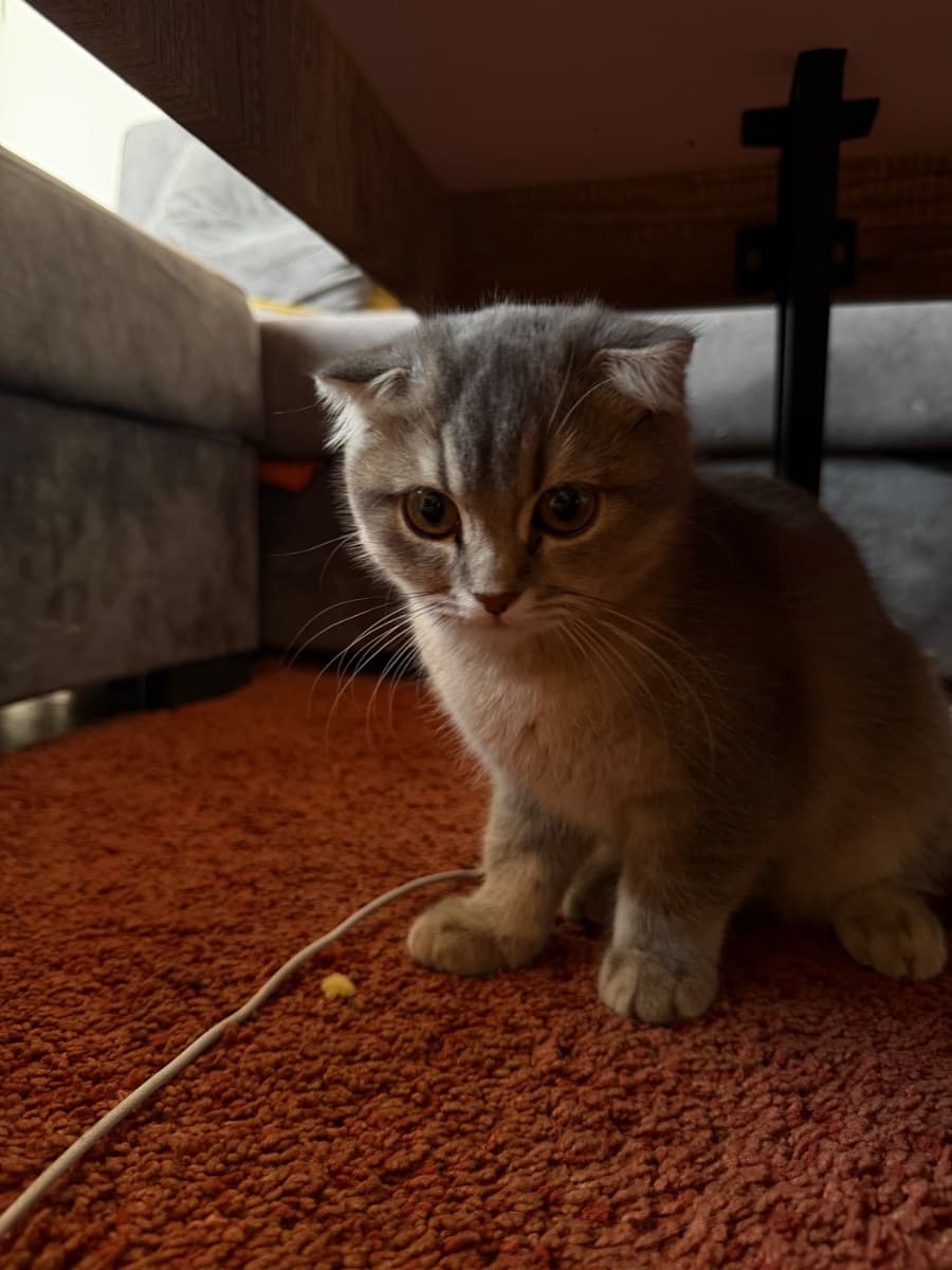 სუფთა ჯიშის Scottish Fold გოგონა
