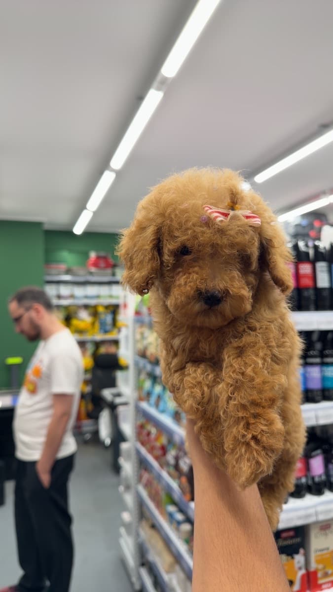 Female poodle