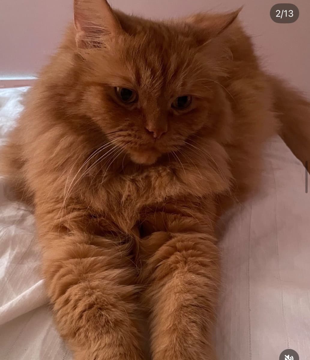 Cat for Adoption in Batumi, Georgia