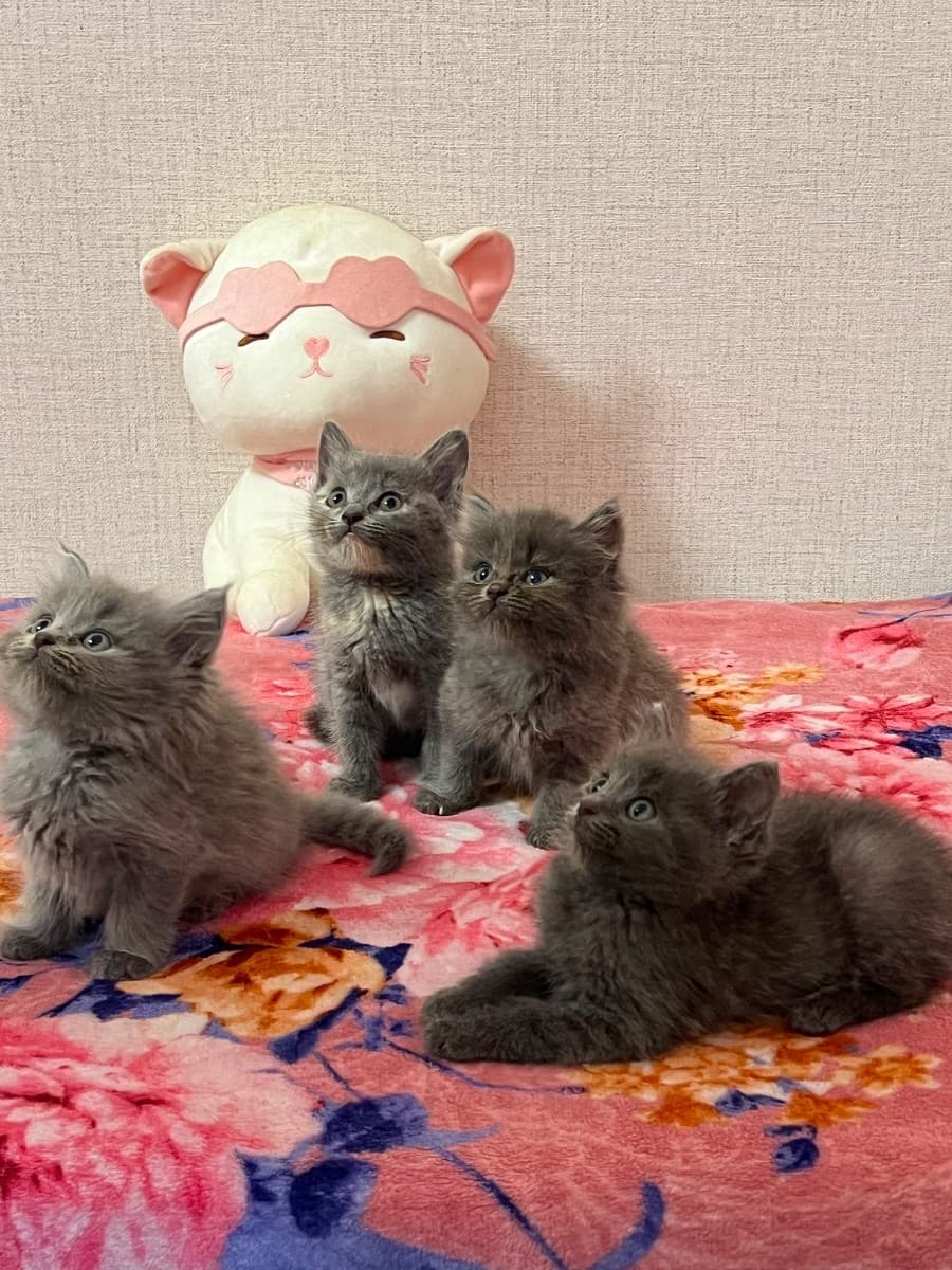 Kittens looking for a sweet home