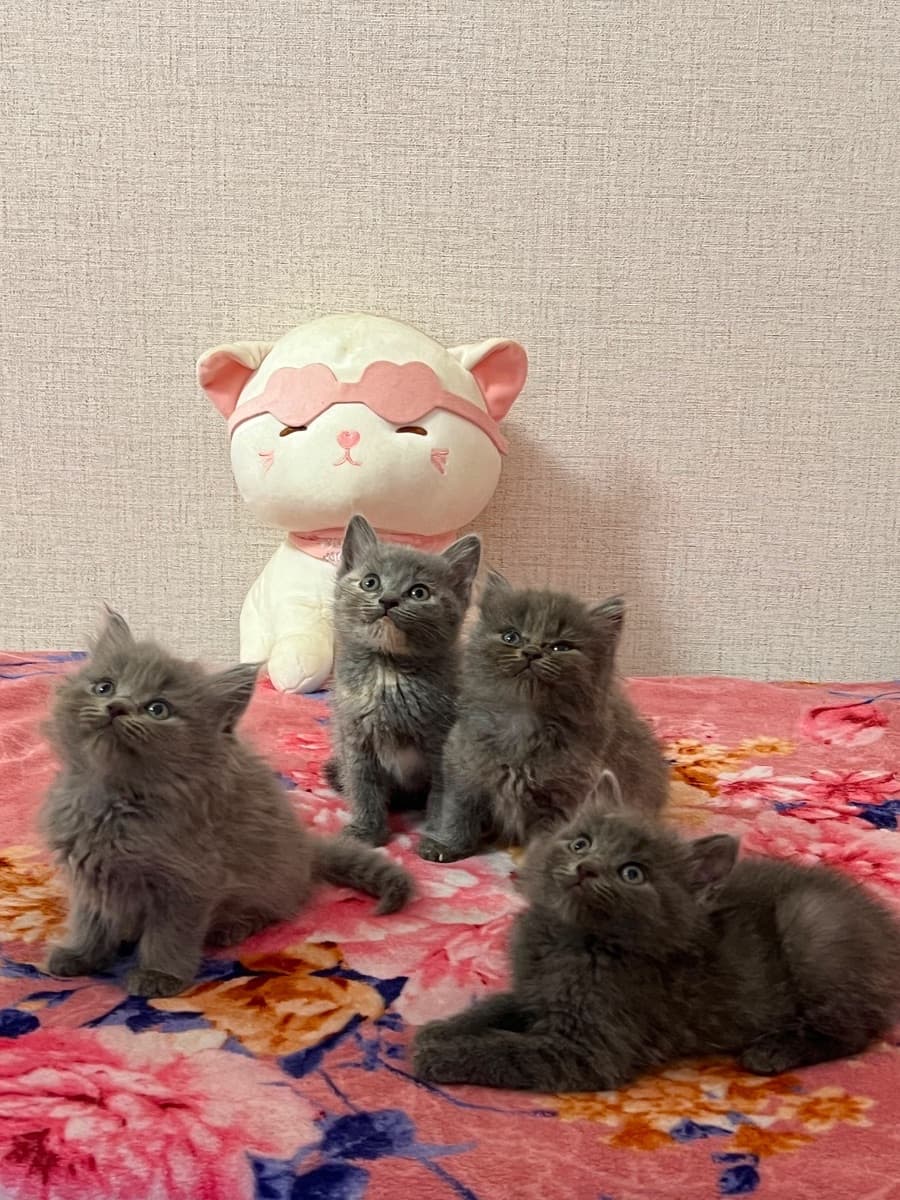 Kittens looking for a sweet home