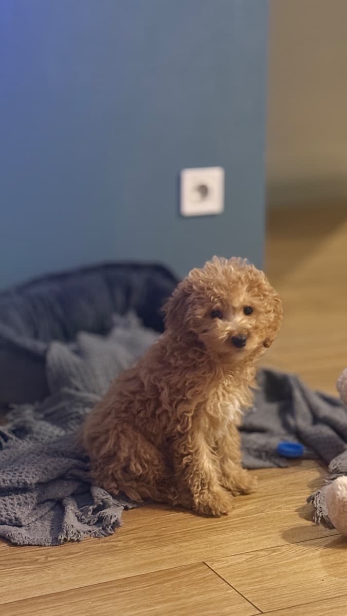Smart good looking poodle looking for a cozy home