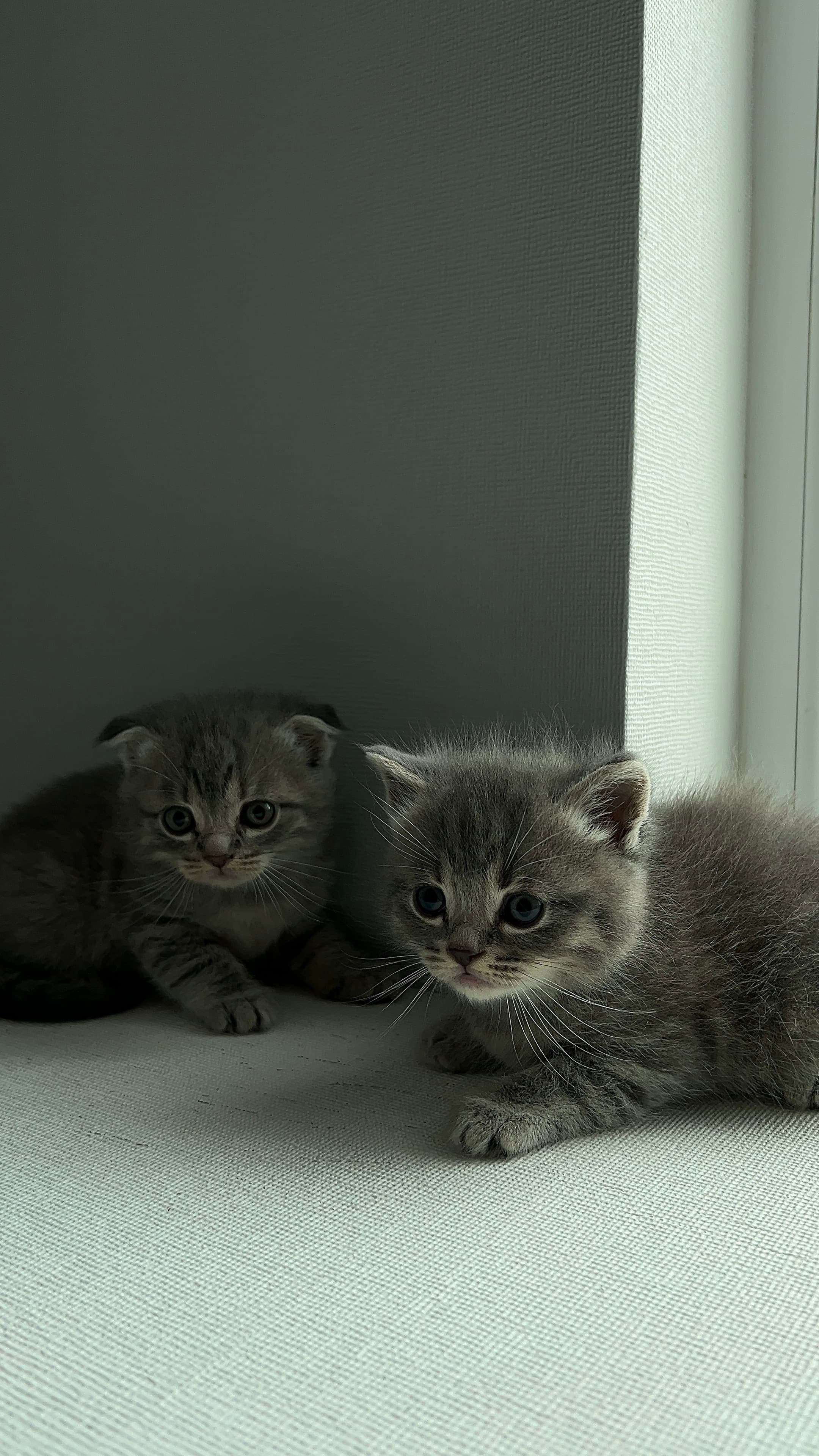 scottish fold🥰