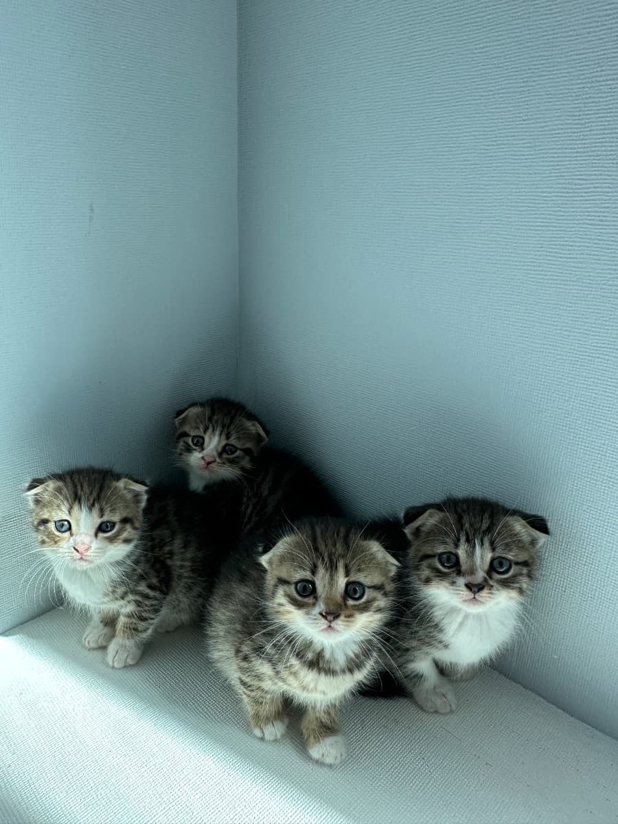 შოტლანდიური ფოლდის კნუტები - scottish fold kittens