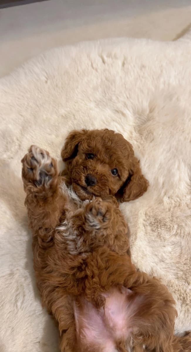Toy poodle for sale in Tbilisi