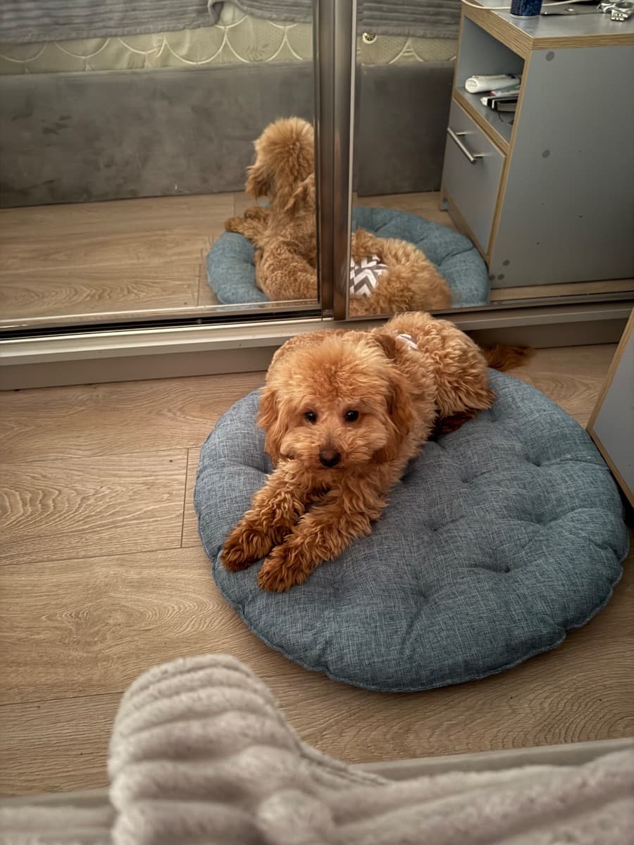 Poodle male looking for a home