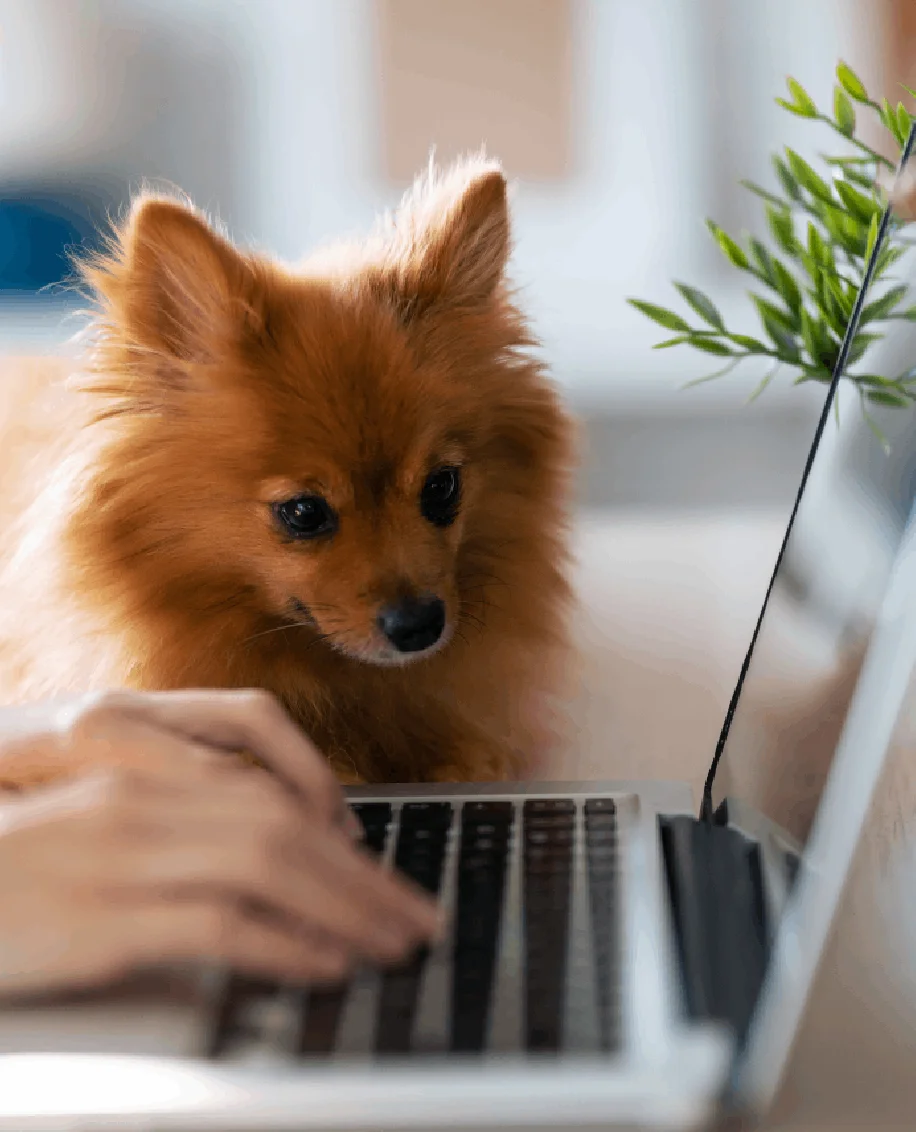 ჩვენს შესახებ